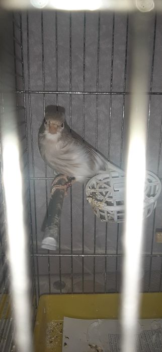 Канарчета мъжки миналогодишни