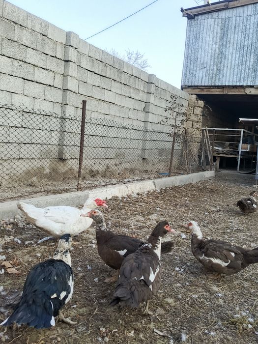 Продам семейку шепунов  крупные