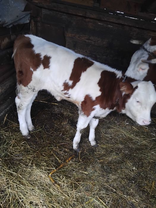 De vânzare vițică