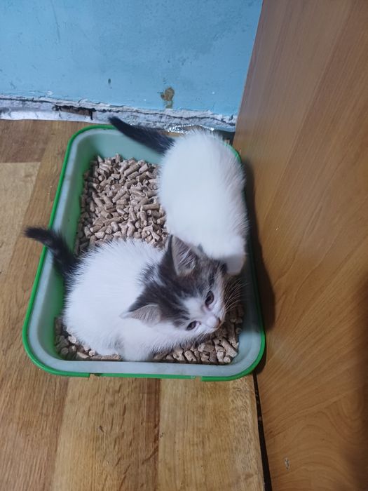Котята ищут хозяев