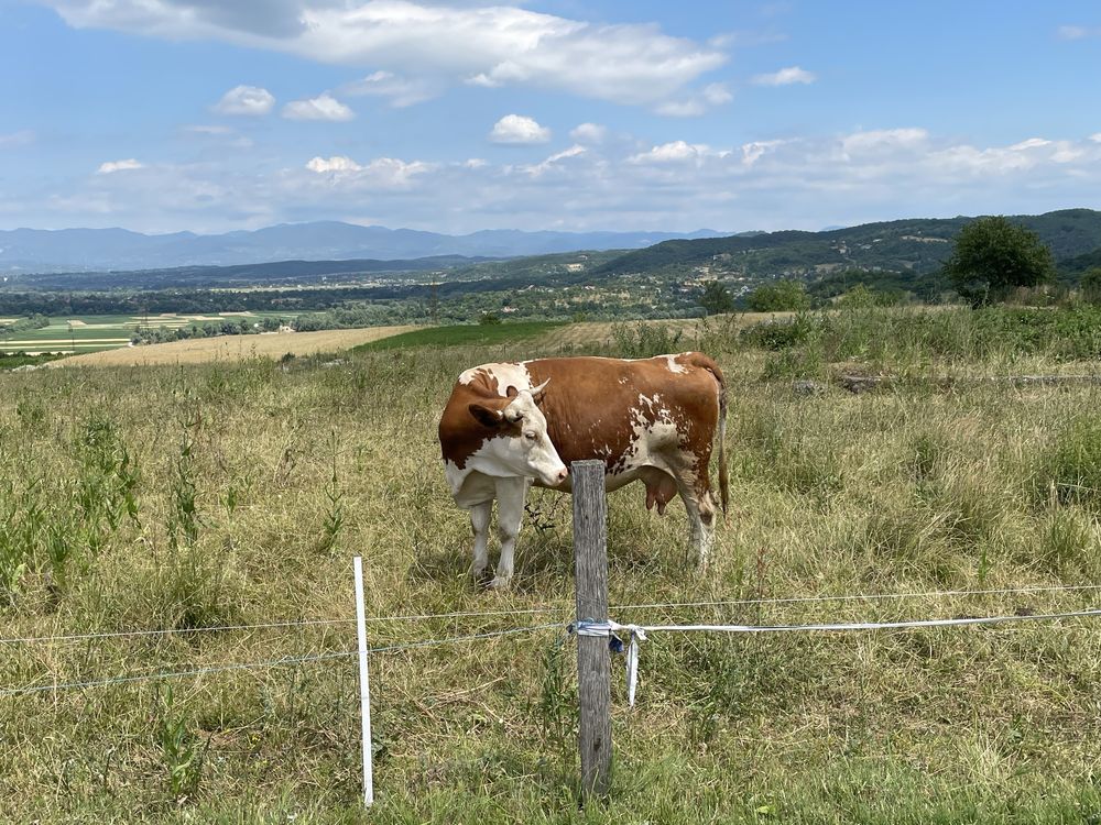 Vând vacă Bălțată Românească