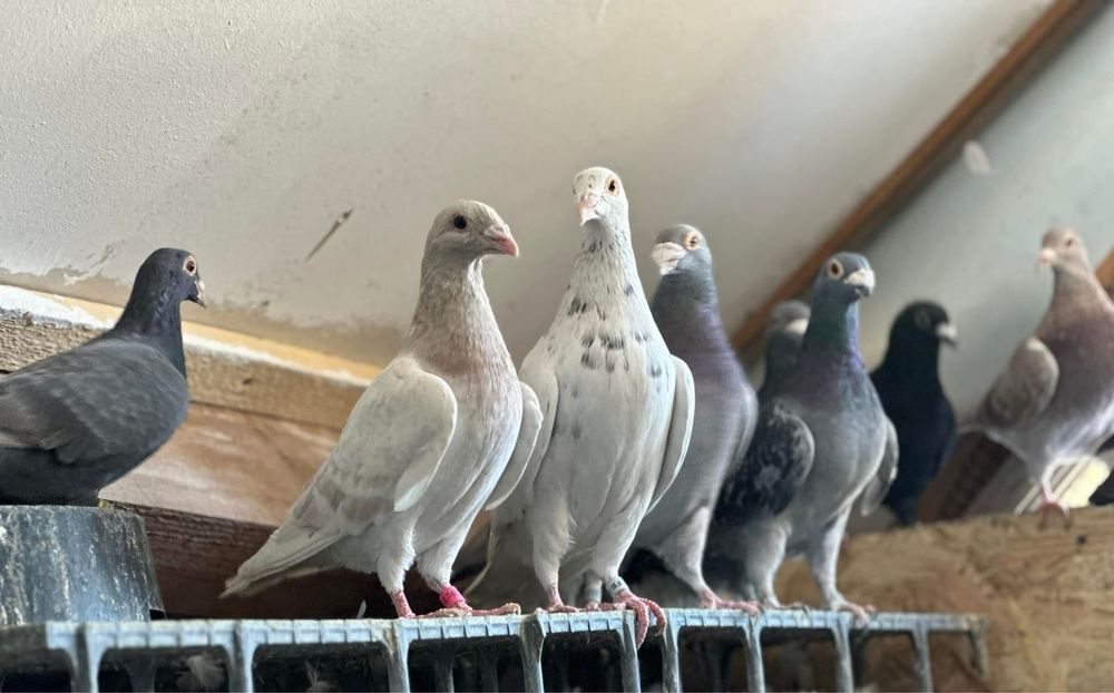 Porumbei voiajori culori rare!