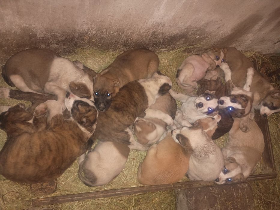 Продам щенков Алабая