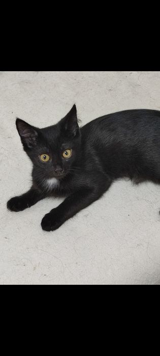 Котята только добрым, ответственным людям