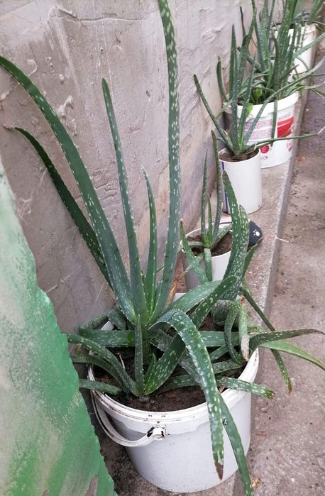 Алоэ комнатный лекарственный цветок