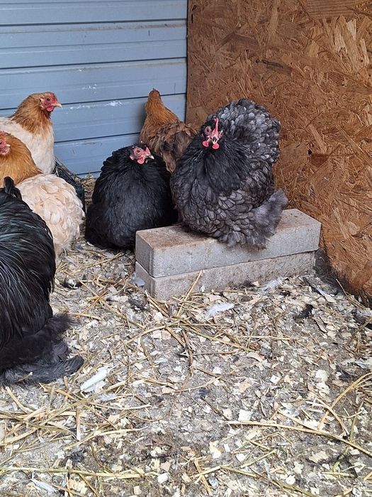 cochinchina pitic Pereche Alb