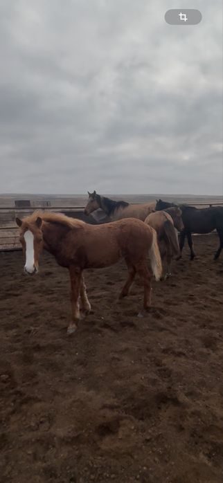 Жабагы ургашы еркек сатылады