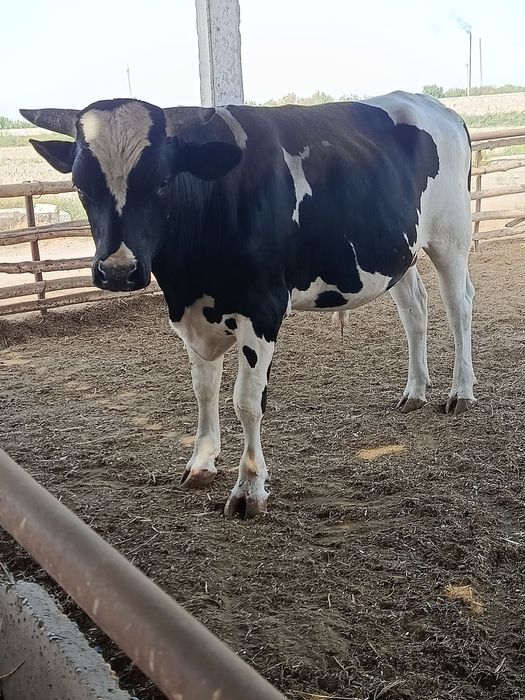 Голштен бука сотилади