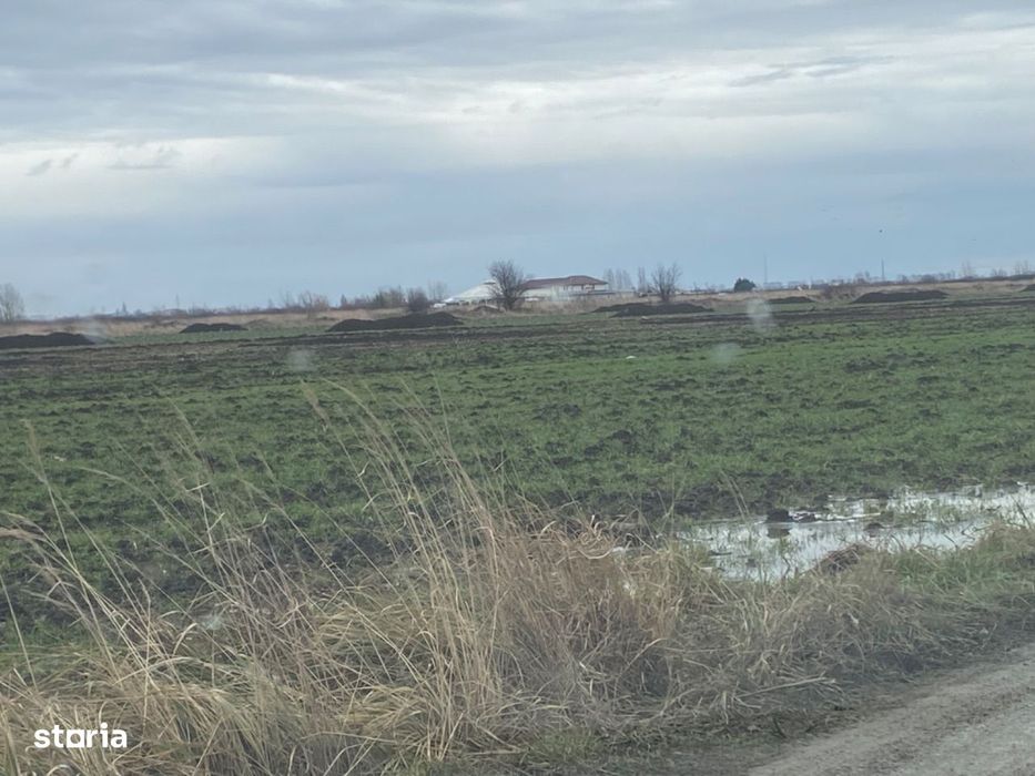 Teren intravilan in Sacalaz cu utilitati