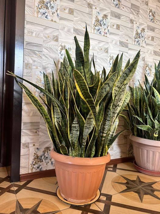 сансевиерия трёхполосная 20.000 за каждого