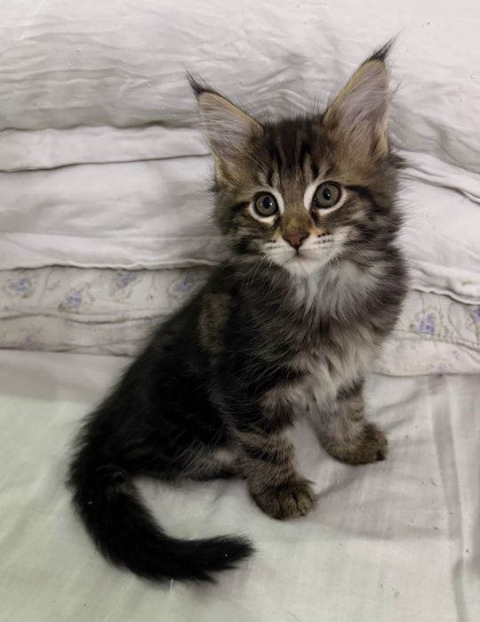 Мейн кун мальчики