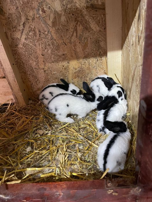 Fluturas German Urias