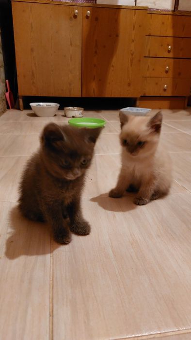 Котята приколисты, пацаны, бесплатно, возраст 1, 5 месяца