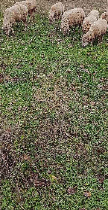 Vând 7 oi de tăiat