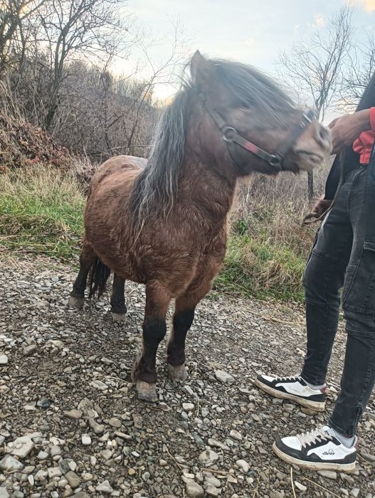 Ponei.  De vânzare