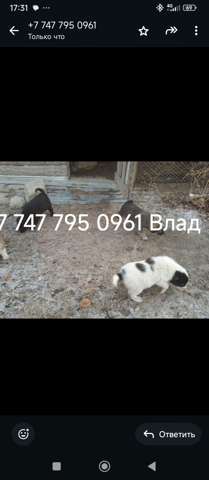 Кушік , мысық, марғаулар бар тегін