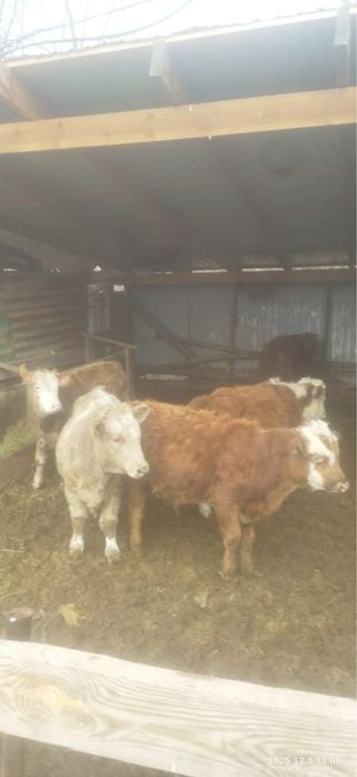 Бычки мясные !!! Цены 380 тысяч тенге.