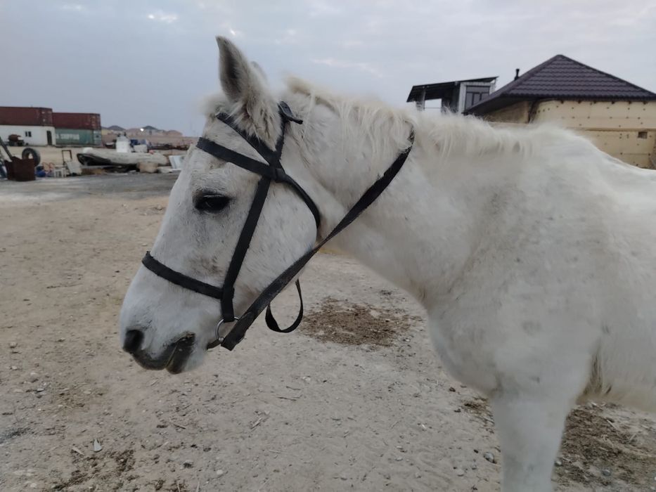 Продается лошадь