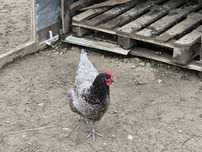 Schimb sau vand gaini australorp