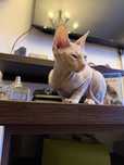 Baietel Sfinx / Sphynx RoseWhite