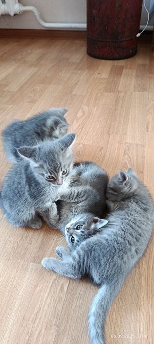 Отдам котят в добрые руки