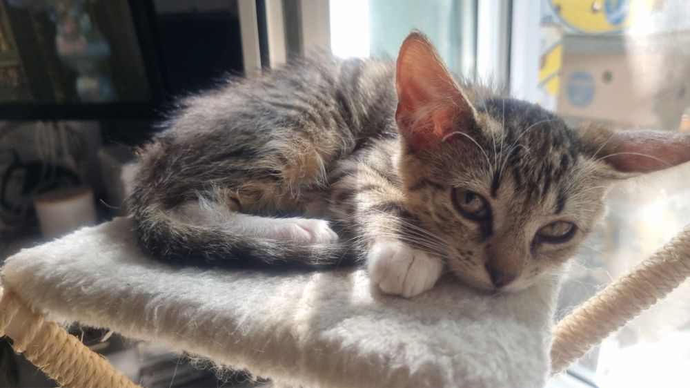 dau in adoptie pisicute (1 baietel 4 fetite)
