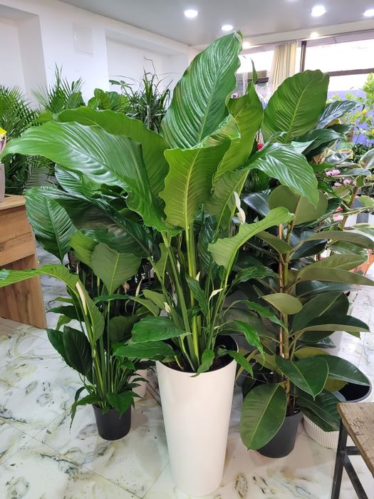Спатифиллум гигант. Спатифиллум Себастьяно.  Спатифиллум Сенсация.