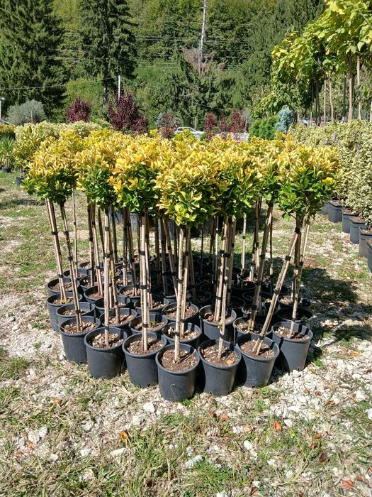 Plante ornamentale
