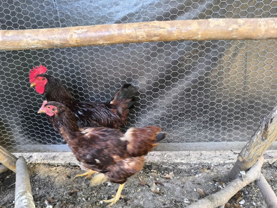 Familie Rhode Island si Cocos Ameraucana