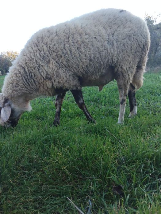 Продавам Коч около 100кг.