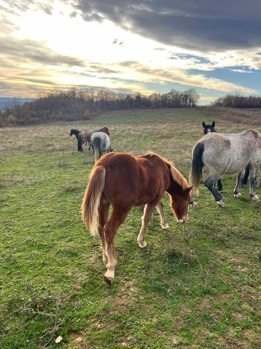 Продавам мъжки кончета