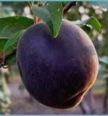 Cais printul negru