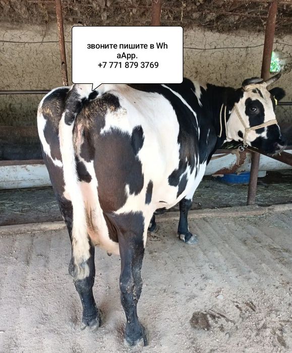 Продам корову с теленком .. ..