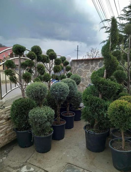 Platan,pawlonia,frasan