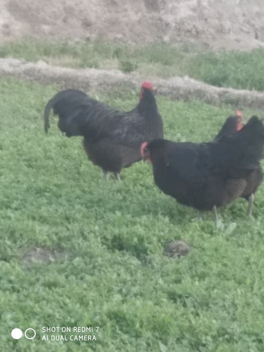 Avstrolop tuxum sotiladi