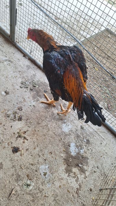 Даканг хороз тозаси саман