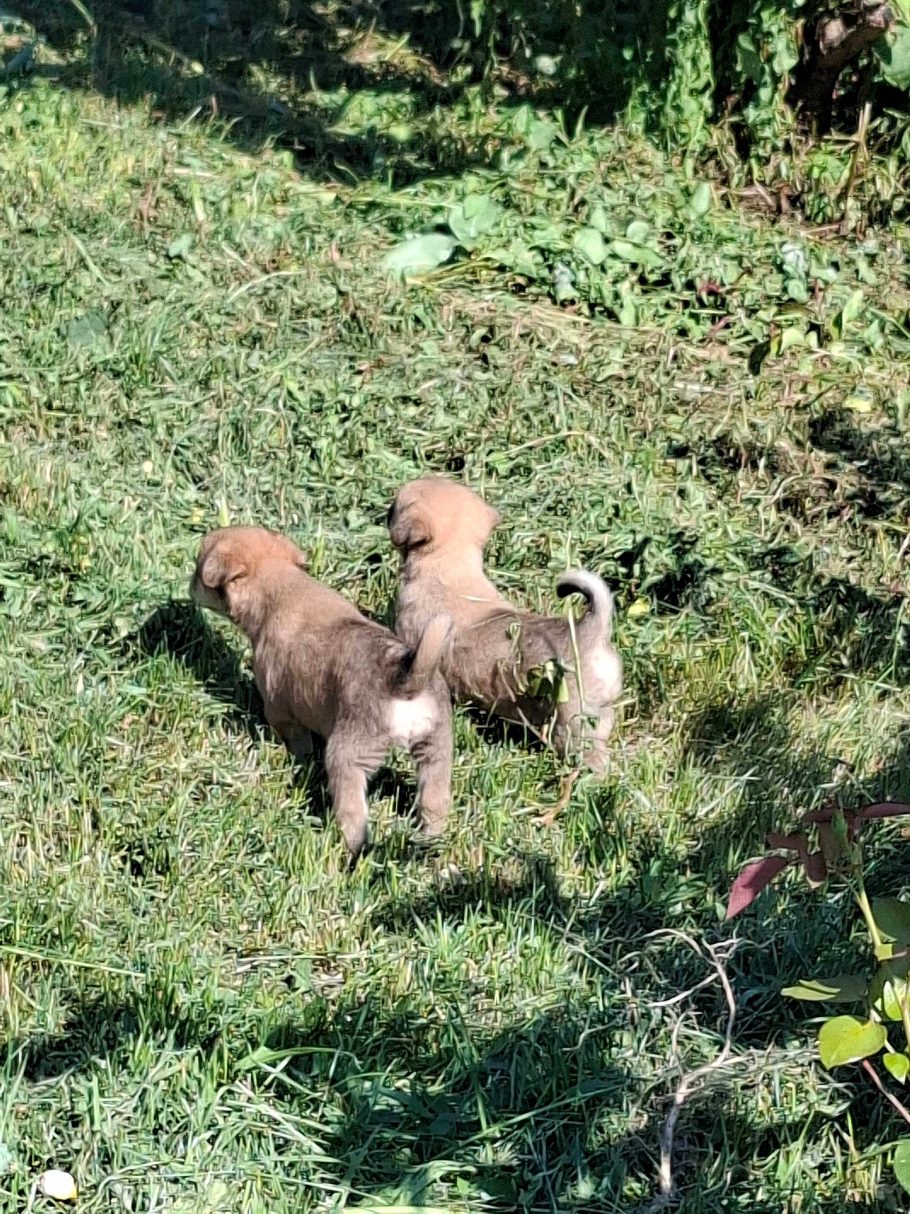 Ofer căței spre adopție