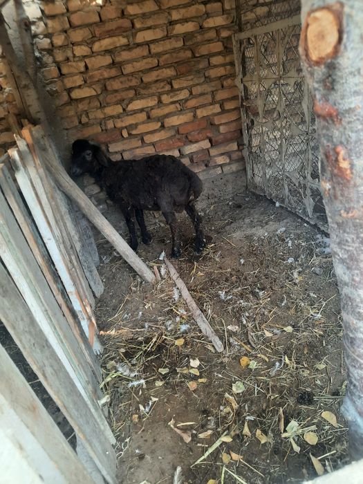 Quchqor sotiladi 3ml