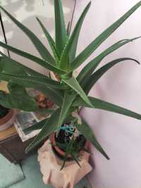 Aloe vera 70 cm inaltime