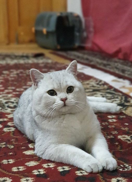 Vyazka uchun mushuk