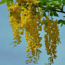 Salcam galben si salcam roz