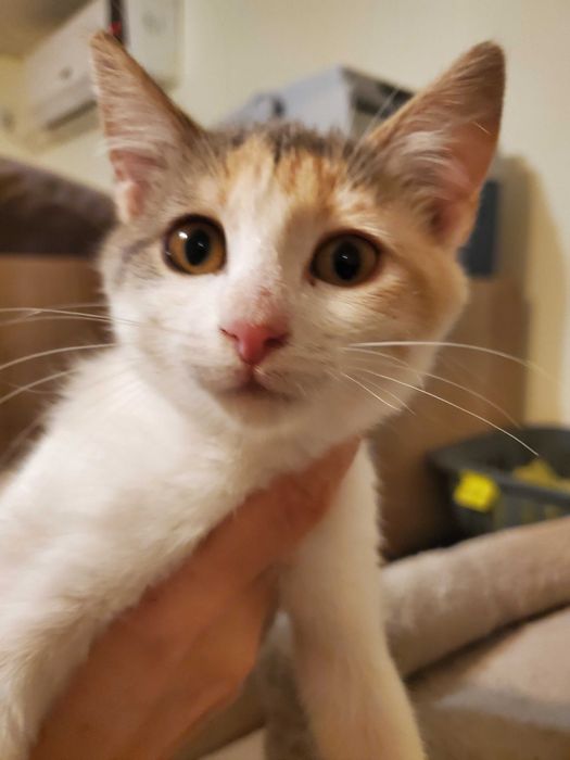 Очарователно домашне момиченце  търси любящ дом