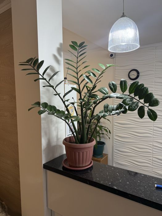 Комнатные живые цветы