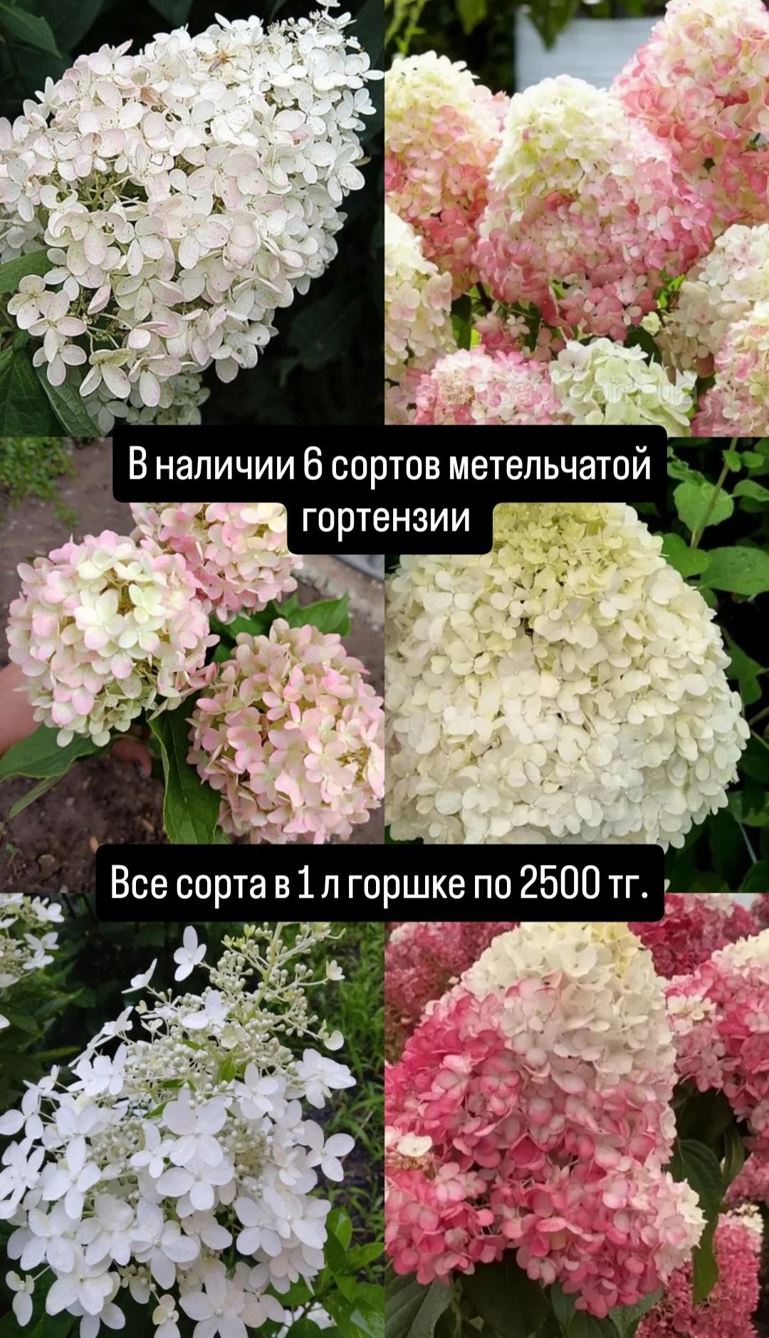 Метельчатые гортензии