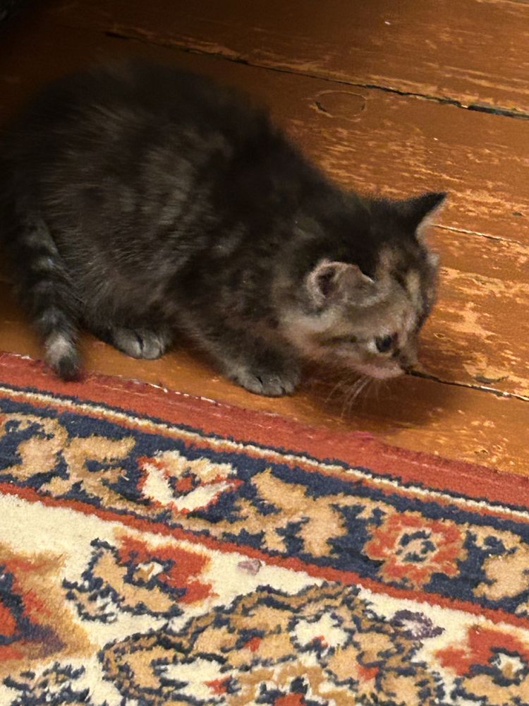 Котята ищут новый дом