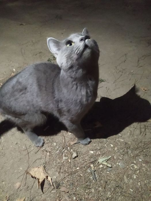 Mushu ismi ASKABAN adasi SCOTIFOLD