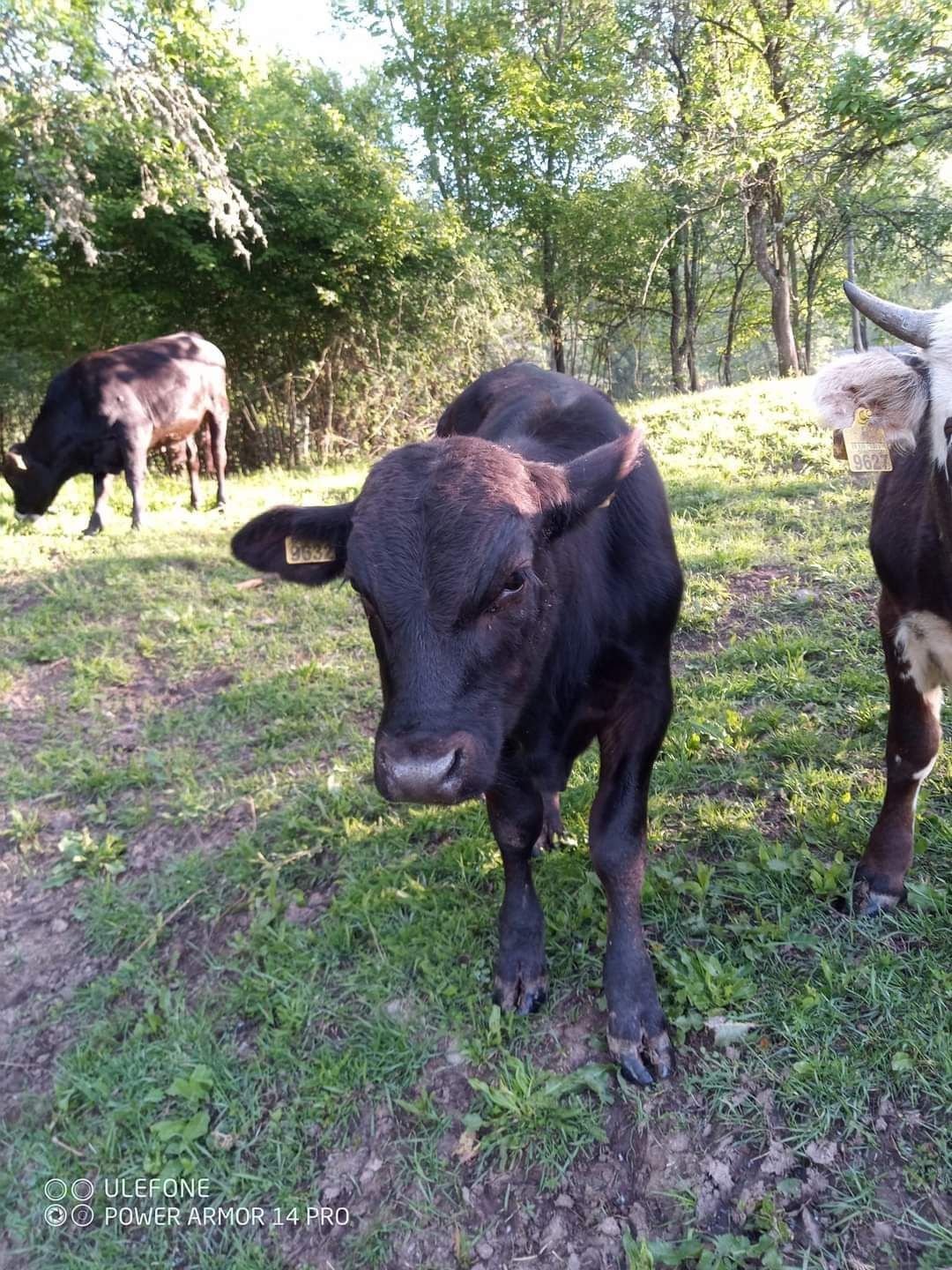 Viței angus de vânzare