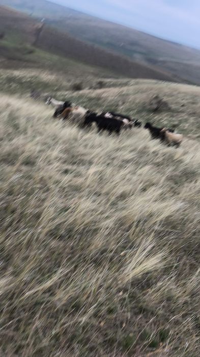 Capre,tienere si iede