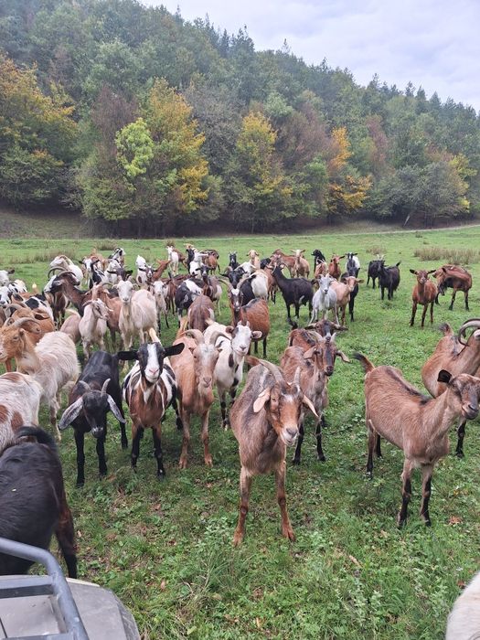 Vand 15capre gestante