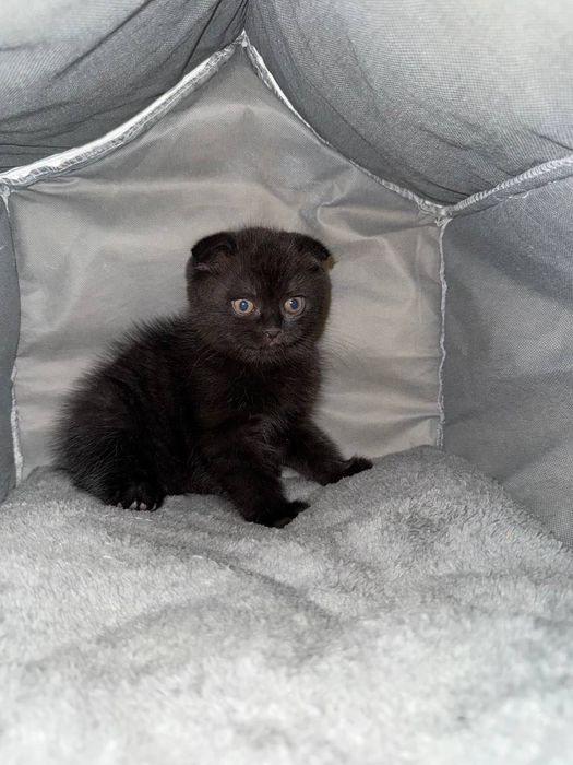 Scottish highland fold тоза пародалик мушукчалар сотилади